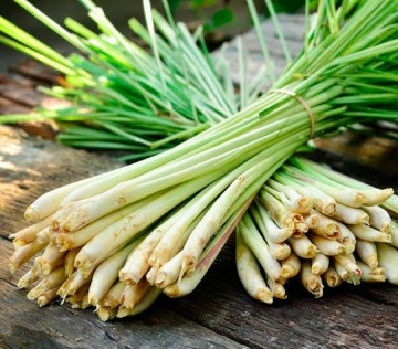 Iarba lamaioasa (Lemon grass) 200 seminte, aroma puternica de lamaie, Florian