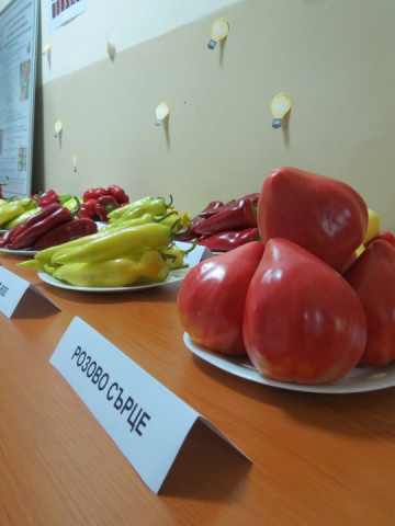 Inima Roz (50 seminte) tomate nedeterminate semitimpurii Soi rosii Mari