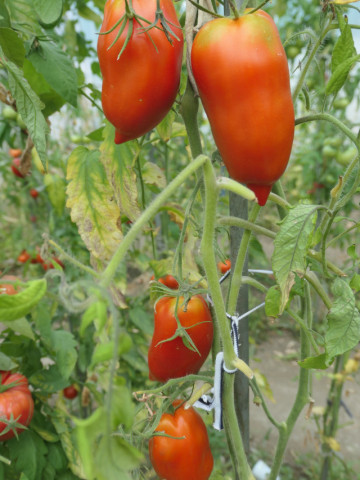 Jersey Giant (25 seminte) rosii lungi, soi heirloom, pentru sosuri, conserve si uscare, Ukraina