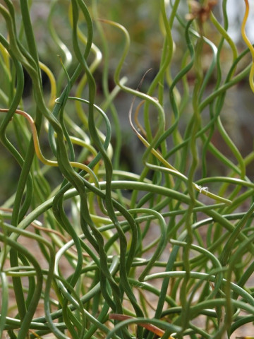 Juncus efussus Spiralis (ghiveci 1 l), iarba ornamentala aspect spiralat
