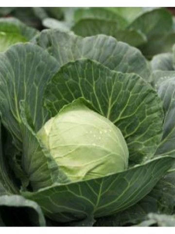 Kilagreg F1 - 2500 sem - Seminte de varza alba frunza fina pentru consum in stare proaspata toleranta la hernia verzei de la Syngenta