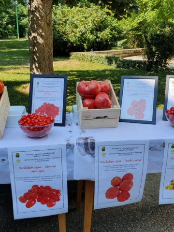 Lacrimioare (10 seminte) tomate cherry cu fructe rosii in forma de ou, soi nou, IZK Maritsa