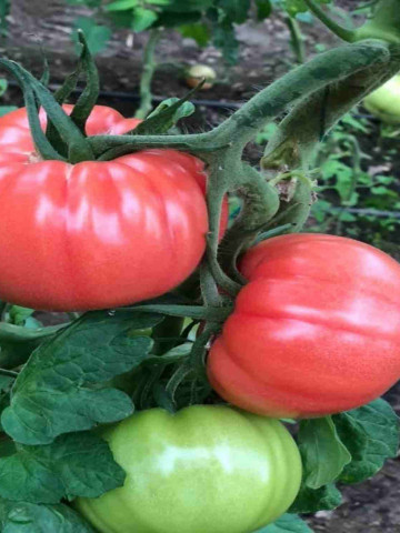Leroxy F1 (500 seminte) de tomate roz, cu crestere nedeterminata, destinat ciclurilor lungi de cultura, Yuksel