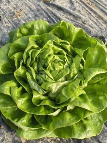 Letsgo - 5 grame - Seminte de salata cu fructe compacte si aspect comercial deosebit aratand foarte bine la asezarea pe bax de la Enza Zaden