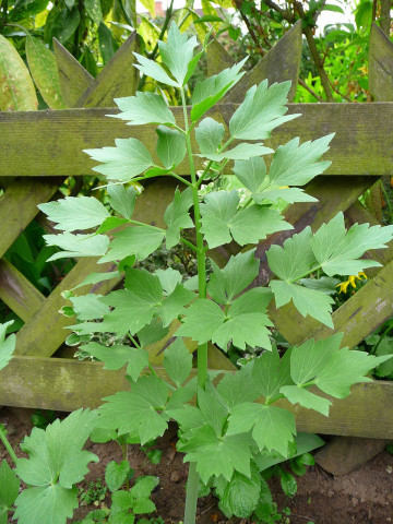Leustean (120 seminte) planta perena aromata, Agrosem