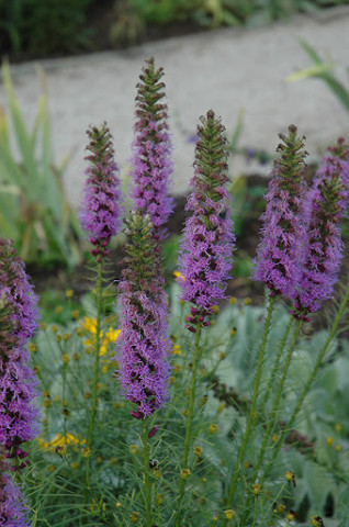 Liatris violet (0.2 gr) planta spic, flori mici, violet purpuriu, Agrosem