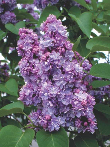 Liliac Michel Buchner, arbust ornamental cu inflorescente bogate, cu flori foarte parfumate, de culoare mov deschis, 1 arbust de 1,5-2 m inaltime, Yurta