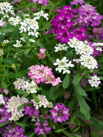 Lilicele (1 g), seminte de flori anuale parfumate Iberis umbellata, colorate in alb, roz si violet, Opal