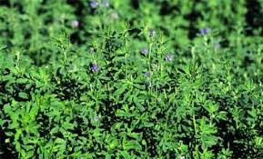 Lucerna Emiliana (10 kg) Inoculata cu Rhizobium si Micorize, Agrosem