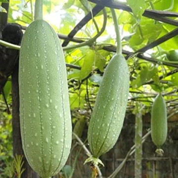 Luffa Cylindrica (1 gr) seminte de lufa, planta ornamentala si burete de baie din familia castravetelui, Agrosem