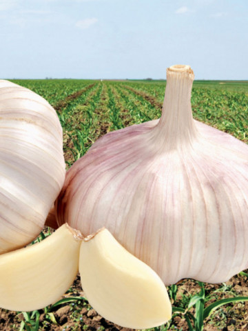 Madaidor (1 kg), usturoi alb samanta, Agrosem