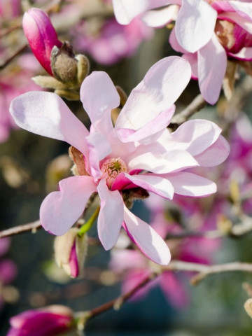 Magnolie Leonard Messel, arbore ornamental cu flori mari, stelate, parfumate, albe-mov, Yurta