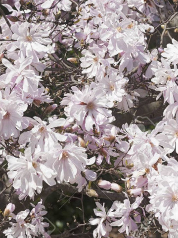 Magnolie Stellata Rosea, arbust ornamental cu flori stelate mari, parfumate, de culoare roz suav, Yurta
