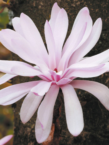 Magnolie Stellata Rosea (ghiveci 2 L), flori stelate mari, parfumate, de culoare roz suav