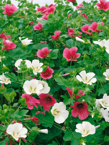 Malope (2 gr) seminte de flori mari colorate, mixtura, Horti Tops