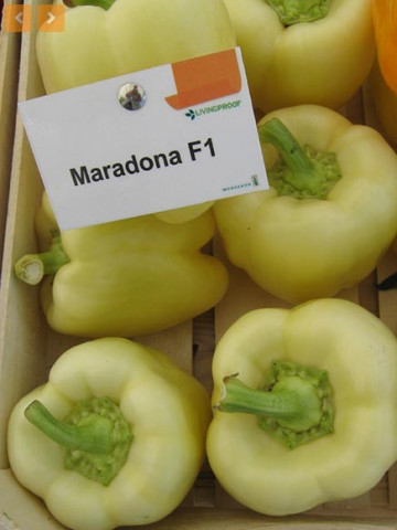 Maradonna F1 (100 seminte) ardei gras nedeterminat, Seminis