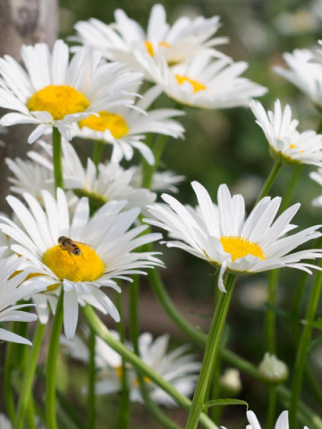 Margarete albe (0.75 gr) seminte flori, Horti Tops