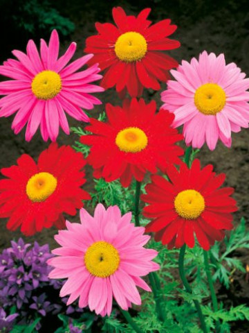 Margarete mix (0.2 grame) seminte de flori, Agrosem