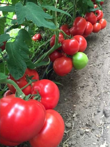 Matissimo F1 (500 seminte) tomate extratimpurii, Seminis