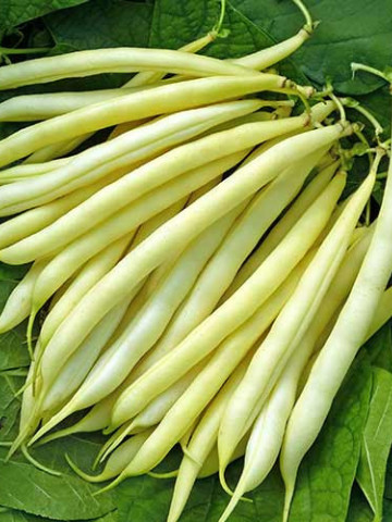 Maxidor (200 grame) fasole pitica galbena, soi timpuriu, toleranta la boli, Agrosem