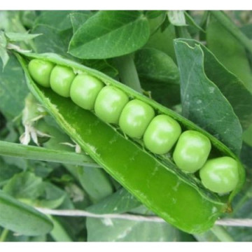 Mazare Extratimpurie Avola (200 gr), seminte de mazare cu maturitate foarte timpurie, Opal