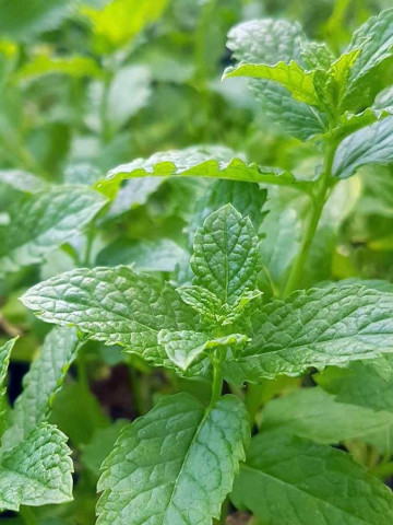 Menta dulce (0.05 gr) seminte Mentha spicata, planta aromatica perena, Agrosem