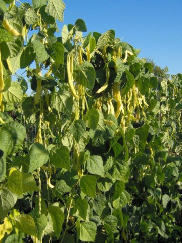 Meraviglia di Venezia (150 gr) seminte de fasole urcatoare galbena lata, soi timpuriu, productiv, Agrosem