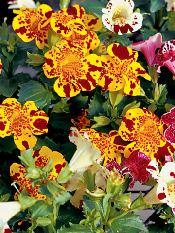 Mimulus (120 seminte) planta perena, diferite culori, Agrosem