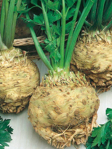 Monarch - 10.000 sem - Seminte de telina ce produce radacini albe fara fibre ce se mentin la fel de albe si dupa prelucrare de la Clause