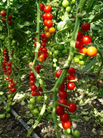 Moncherry - 500 sem - Seminte de rosii nedeterminate tip cherry foarte gustoase cu fructe ce au o greutate de 20-25 de grame/fruct de la United Genetics