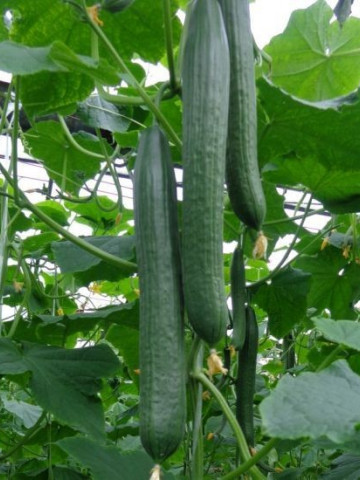 Myrthos F1 (1000 seminte) castraveti lungi de sera ce prezinta productivitate ridicata cu fructe de culoare verde inchis si o lungime de 35-38 cm, Rijk Zwaan