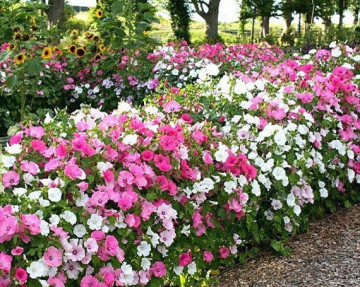 Nalba Lavatera Trimestris Mix (200 seminte) Culori de Flori Japoneze Mix, Laktofol