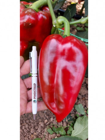 Nesina F1 (1000) seminte ardei capia hibrid nou sarbesc, Superior Seeds