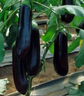 Nite Lady F1 - 500 sem - Seminte de vinete cu fructe ce ating greutate medie de 250-300 grame si prezinta dezvoltare lenta a semintelor fapt ce determina o perioada lunga de recoltare si pastrare de la United Genetics