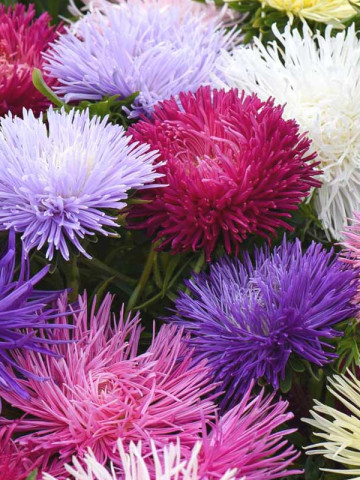 Ochiul Boului Unicum Mix (0.75gr) de seminte de flori ochiul boului cu petale ascutite, Horti Tops