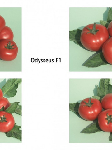 Odisey F1 - 1000 sem - Seminte de Rosii Bulgaresti Profesionale / Hibrid Semitimpuriu / Bulgaria