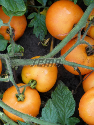ORANGE seminte tomate (10000 sem) soi tomate de camp timpurii, portocalii, mari, rotunde, planta viguroasa si productiva, Semo Cehia