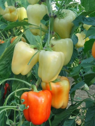 OS 4570 F1 - 500 sem - Seminte de ardei gras tip Blocky cu plante puternice producatoare de fructe de calitate uniforme si cu aspect placut de la Esasem