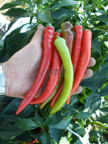 Palivec (1000 seminte) ardei iute, tip corn, de culoare verde cu maturare in rosu, Semo Cehia