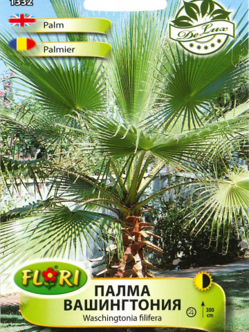 Palmier Washington - Seminte de Palmier de la Florian