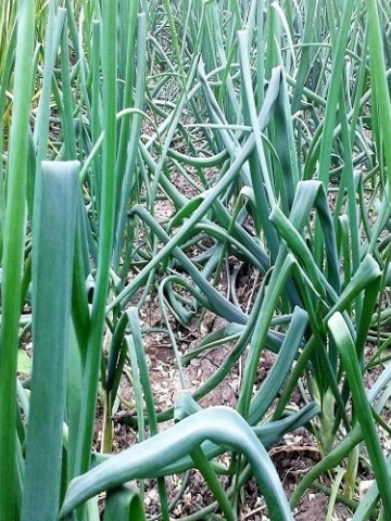Performer (10.000 seminte) ceapa pentru legatura ce are un sistem foliar viguros culoare verde inchis si nu formeaza bulbi, Bejo