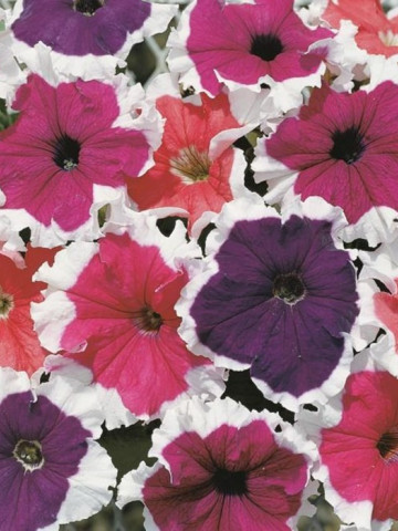 Petunia HIBRID Picotee Cascade Seminte Flori Petunia Picotee Mix de la Florian