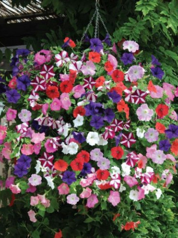Petunie grandiflora mix F2 diversitate mare de culori, Agrosem
