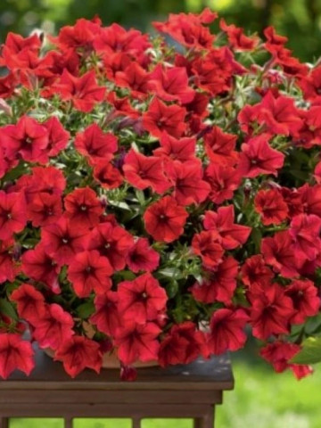 Petunie rosie (0.1 gr) seminte flori anuale, Horti Tops