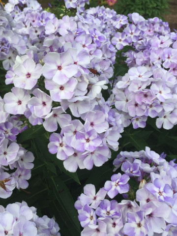 Phlox paniculata Marine Flame (ghiveci 1 l), plante perene, flori mari culoare albastru cu alb