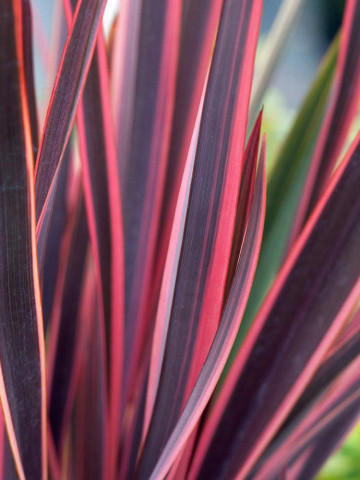 Phormium Sundowner (ghiveci 3 l), planta decorativa frunze ascutite, culoare verde-oliv cu margini roz