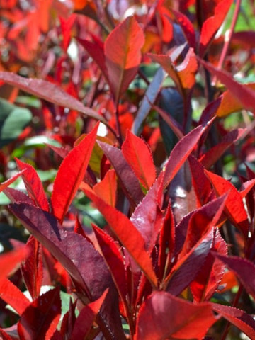Photinia Carre Rouge (ghiveci 1,5 L), arbust decorativ, coroana compacta, frunze rosu-aprins