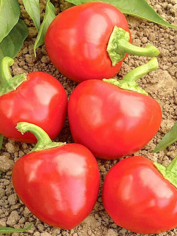 Picante Calabrese (100 seminte) de ardei iute fructe tip cireasa, soi productiv bun pentru conservare, Prima Sementi