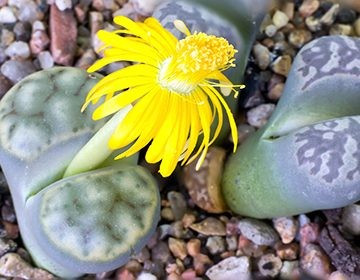 Pietricele Vii - 10 sem - Seminte flori Pietre Vii (Pietricele Vii) planta exotica de la Florian