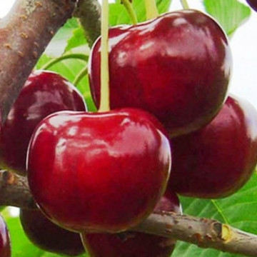 Puiet de Visin Productiva de Erd, pom fructifer visin cu fructe crocante, cu gust dulce-acidulat, Yurta